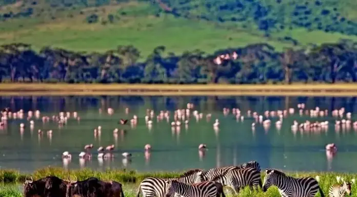 Preserving Paradise: Wildlife laws as pillars of sustainable development in Kenya Kenya is a country rich with wildlife. Integrating conservation objectives into development strategies is key to a sustainable development in Kenya. PHOTO/Travel Triangle.