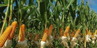 The golden yellow maize, grains that feed nations Drying yellow maize in a farm. Most countries in Africa either farm or import yellow maize. PHOTO/Farmers Review Africa.