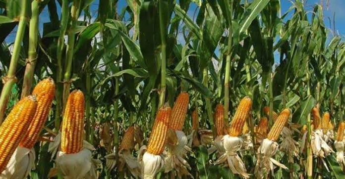The golden yellow maize, grains that feed nations Drying yellow maize in a farm. Most countries in Africa either farm or import yellow maize. PHOTO/Farmers Review Africa.