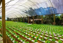Agricultural development and sustainability in Africa require innovation, concerted efforts and sensitive policies. PHOTO/Outlook Planet.