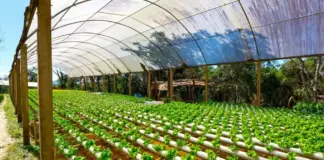 Legal perspectives on sustainable agriculture in Africa Agricultural development and sustainability in Africa require innovation, concerted efforts and sensitive policies. PHOTO/Outlook Planet.