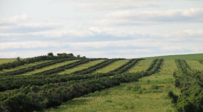 Faith, Freedom, and the Path to Sustainable Development in Kenya