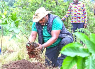 Innovative strategies for Kenya to reduce carbon footprints and combat climate change