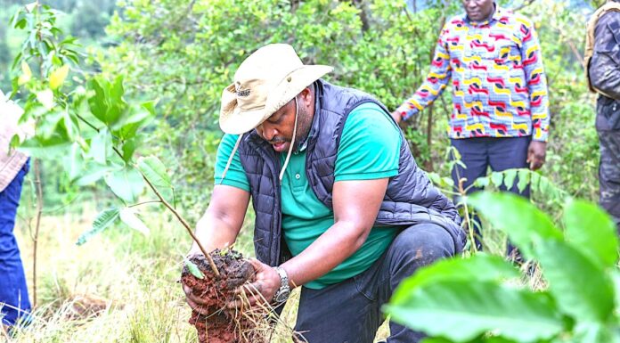 Innovative strategies for Kenya to reduce carbon footprints and combat climate change