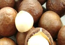 Government Slaps Macadamia Farmers With Ban, Issues This Directive
