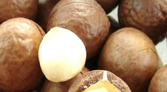 Government Slaps Macadamia Farmers With Ban, Issues This Directive