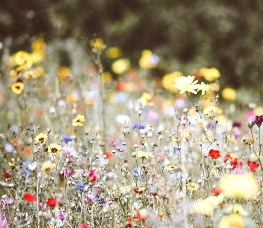 POETRY: Wild Flower