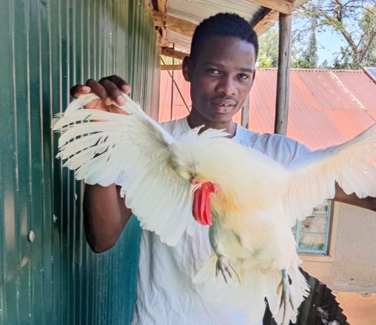 From White Collar Dreams to Ornamental Birds: How Japheth Wafula is Redefining Youth Success Through Poultry Farming