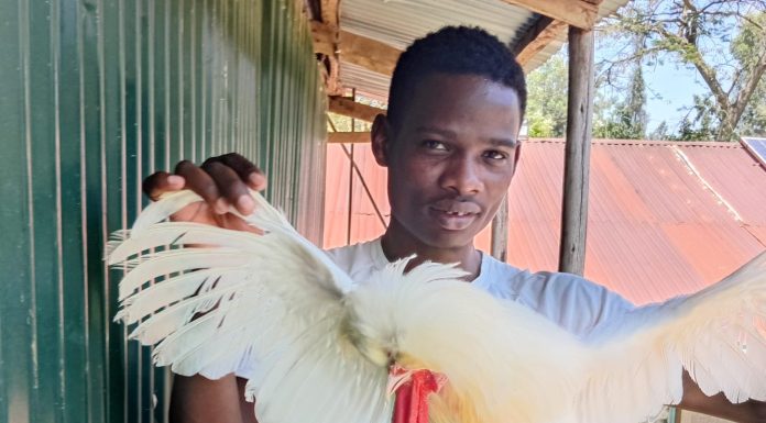 From White Collar Dreams to Ornamental Birds: How Japheth Wafula is Redefining Youth Success Through Poultry Farming