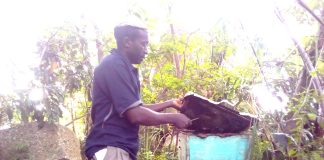 Sweet Returns from the Hive: How Apiculture is Transforming Livelihoods in Vihiga