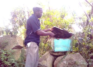 Sweet Returns from the Hive: How Apiculture is Transforming Livelihoods in Vihiga