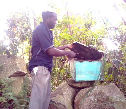 Sweet Returns from the Hive: How Apiculture is Transforming Livelihoods in Vihiga