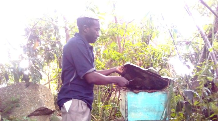 Sweet Returns from the Hive: How Apiculture is Transforming Livelihoods in Vihiga