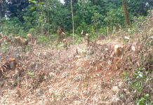 Prof. George Manyali and Citizen Science Revolution Transforming Kaimosi Forest
