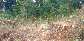 Prof. George Manyali and Citizen Science Revolution Transforming Kaimosi Forest