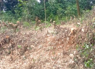 Prof. George Manyali and Citizen Science Revolution Transforming Kaimosi Forest
