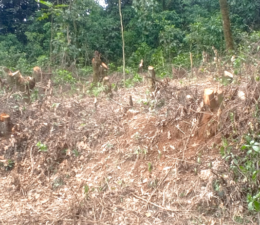 Prof. George Manyali and Citizen Science Revolution Transforming Kaimosi Forest